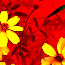 网站攻击工具手机版